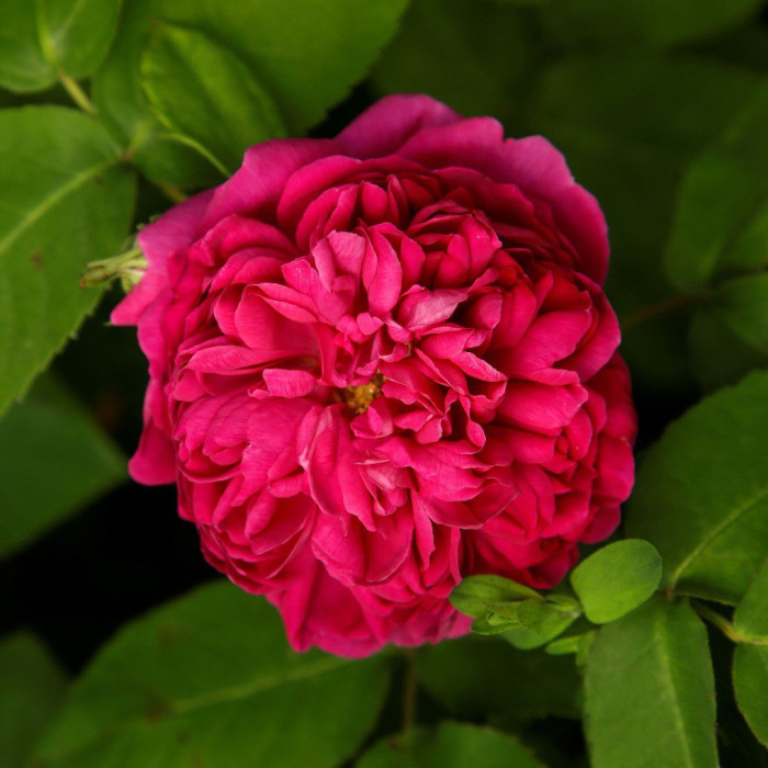 ROSE DE RESHT® ROSE DE RESHT®